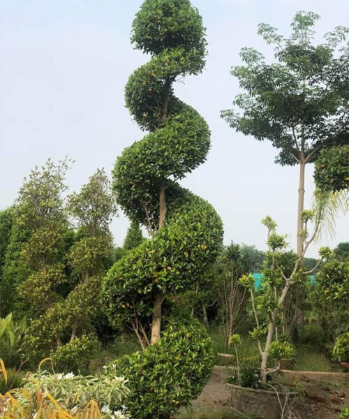 Semi spiral