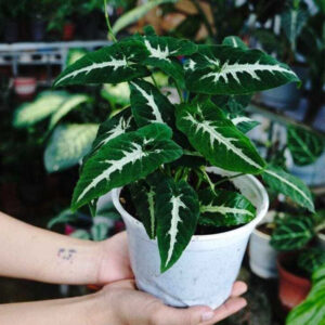 Syngonium