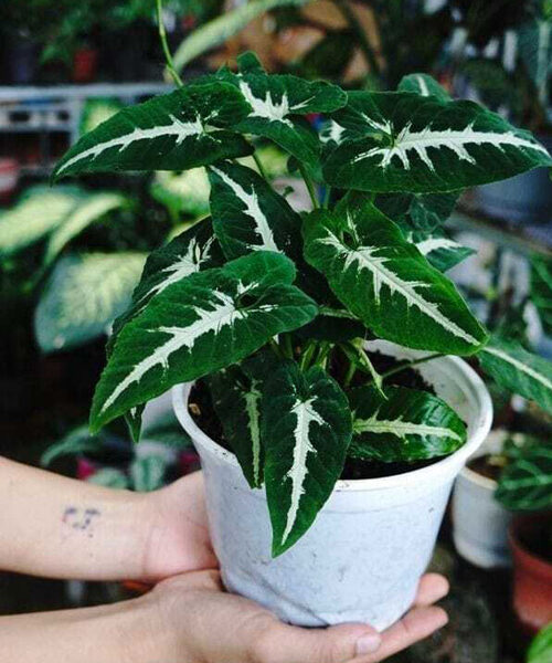 Syngonium