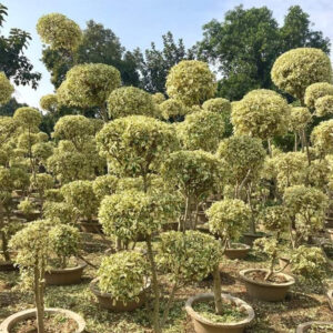 Starlight bonsai