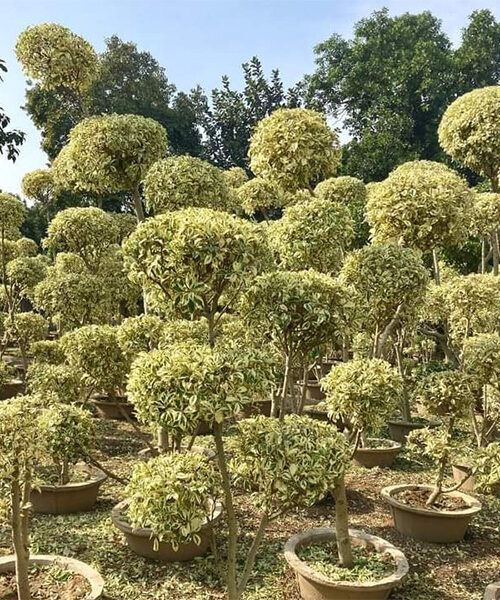 Starlight bonsai
