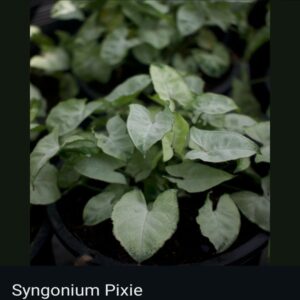 Syngonium - Image 8