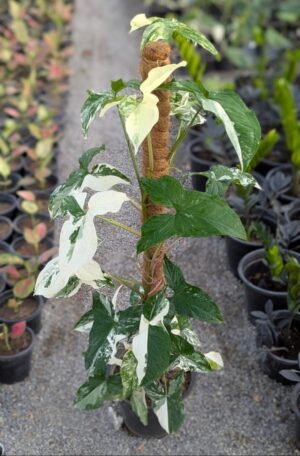 Syngonium albo