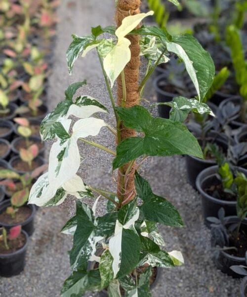 Syngonium albo
