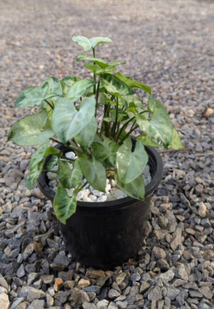 Syngonium Pixies