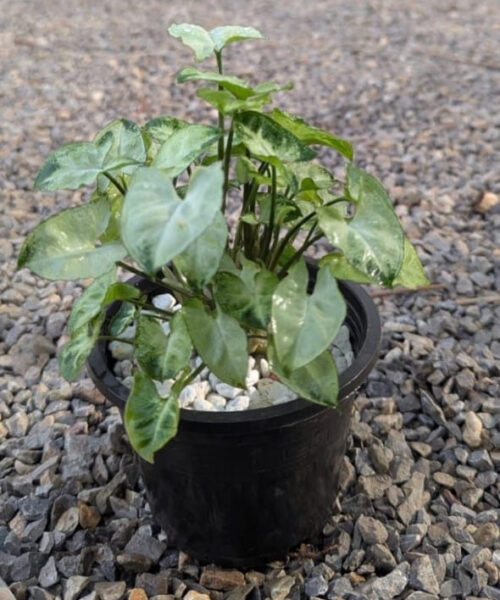 Syngonium Pixies