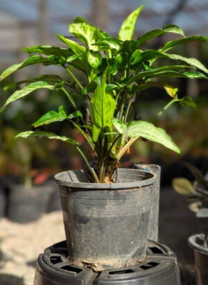 Syngonium Podophyllum