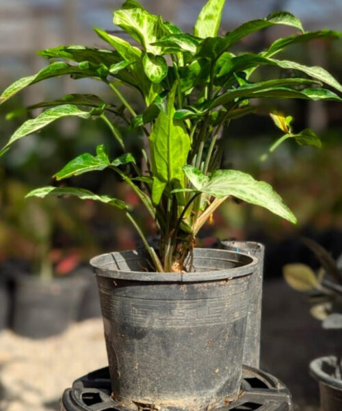 Syngonium Podophyllum