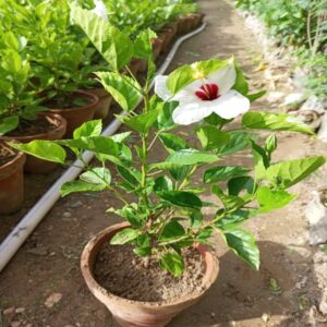 Grafted China Rose - Image 2