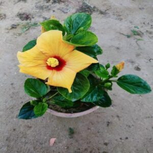 Grafted China Rose