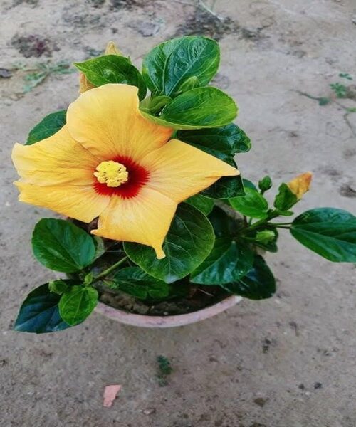 Grafted China Rose