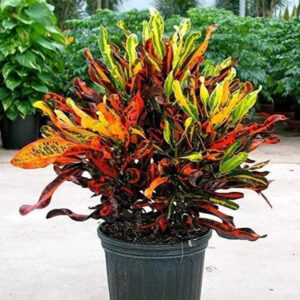 Croton - Image 5