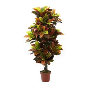 Croton - Image 2