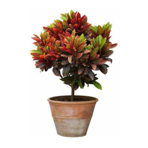 Croton - Image 3
