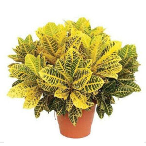Croton - Image 4