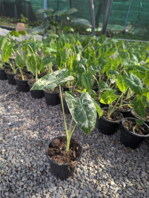 Alocasia frydek variegated