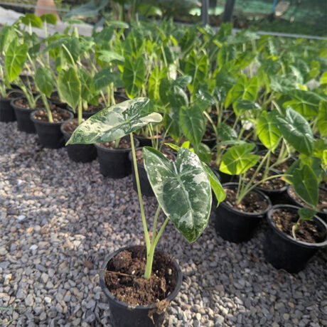Alocasia frydek variegated