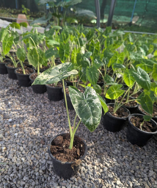 Alocasia frydek variegated