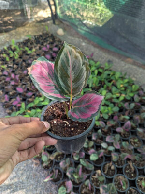 Calathea medallion