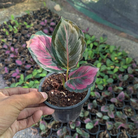 Calathea medallion