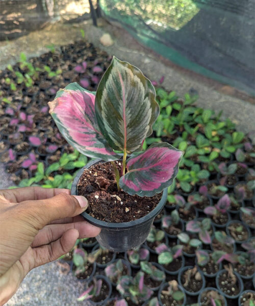 Calathea medallion