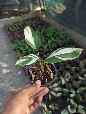 Calathea pilosa