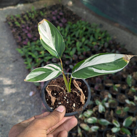 Calathea pilosa