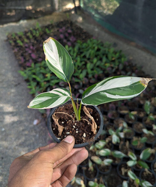 Calathea pilosa
