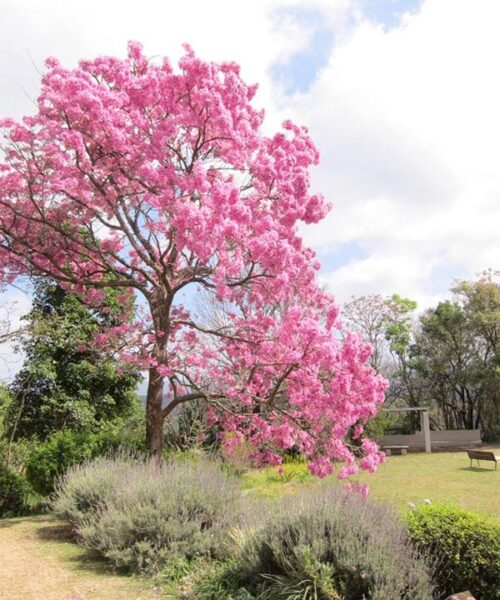 Pink Taboobia