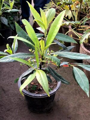 Elaucarpus
