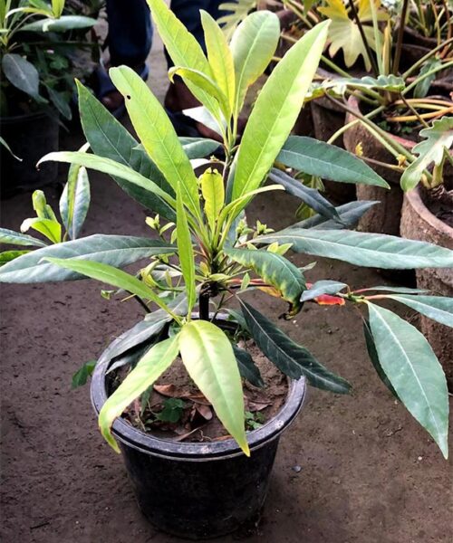 Elaucarpus
