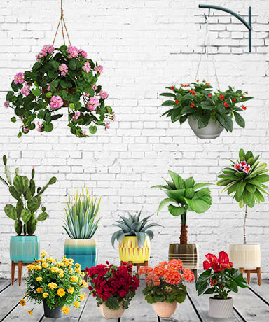 Flowering Plants