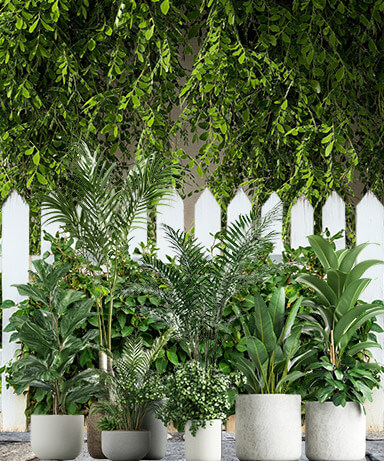 Outdoor plants