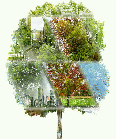 Shade Trees